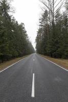 asphalt road, forest photo