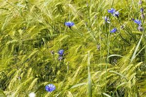 acianos azules que crecen en verano foto