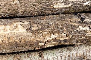 harvesting pine tree trunks in the forest photo