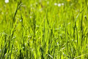 high grass, close up photo