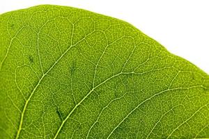 structure of a green leaf photo