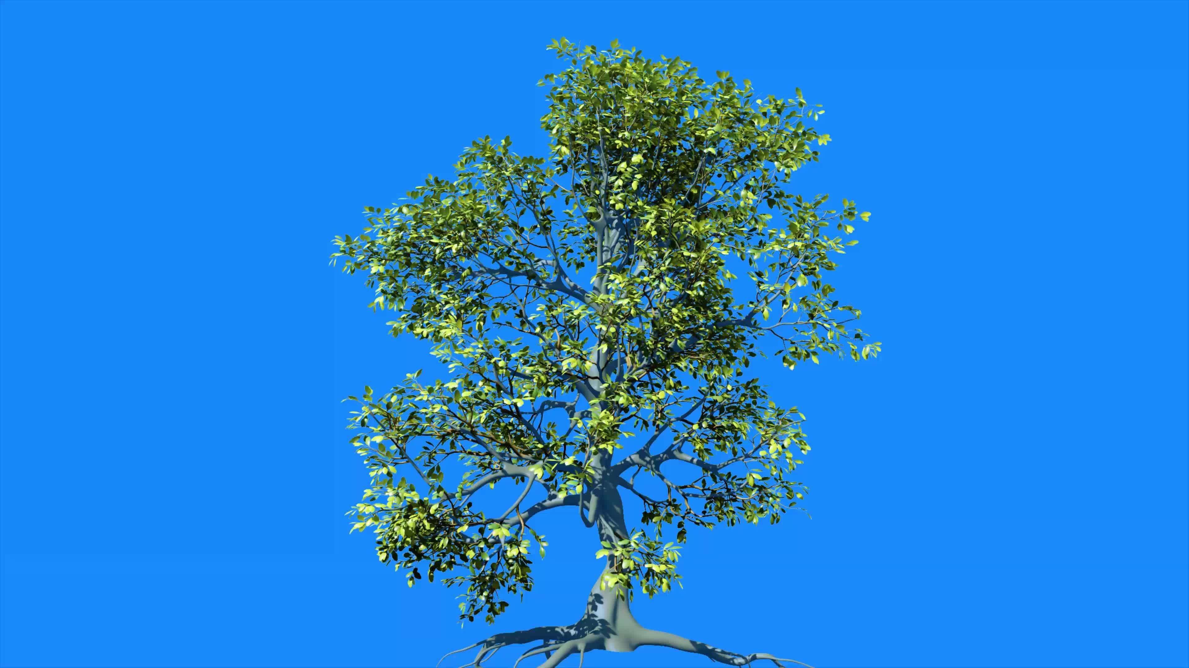 Tree blue screen green screen 3d tree animated 9674972 Stock Video at Vecteezy Tree blue screen green screen 3d tree animated 9674972 Stock Video at Vecteezy