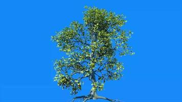 árbol pantalla azul pantalla verde árbol 3d animado video