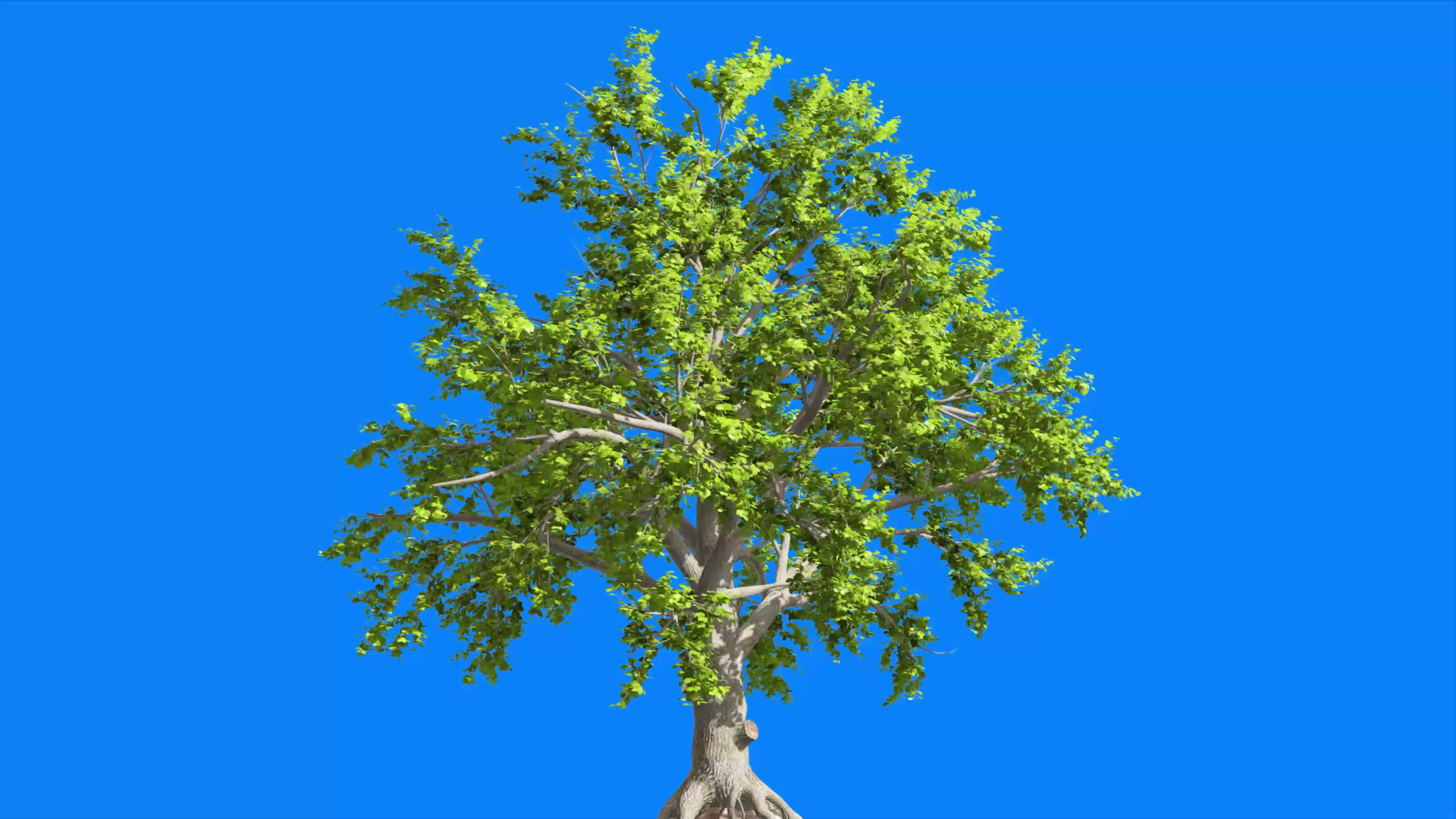 Tree blue screen green screen 3d tree animated 9674973 Stock Video at Vecteezy Tree blue screen green screen 3d tree animated 9674973 Stock Video at Vecteezy