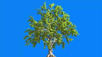 Tree blue screen green screen 3d tree animated video