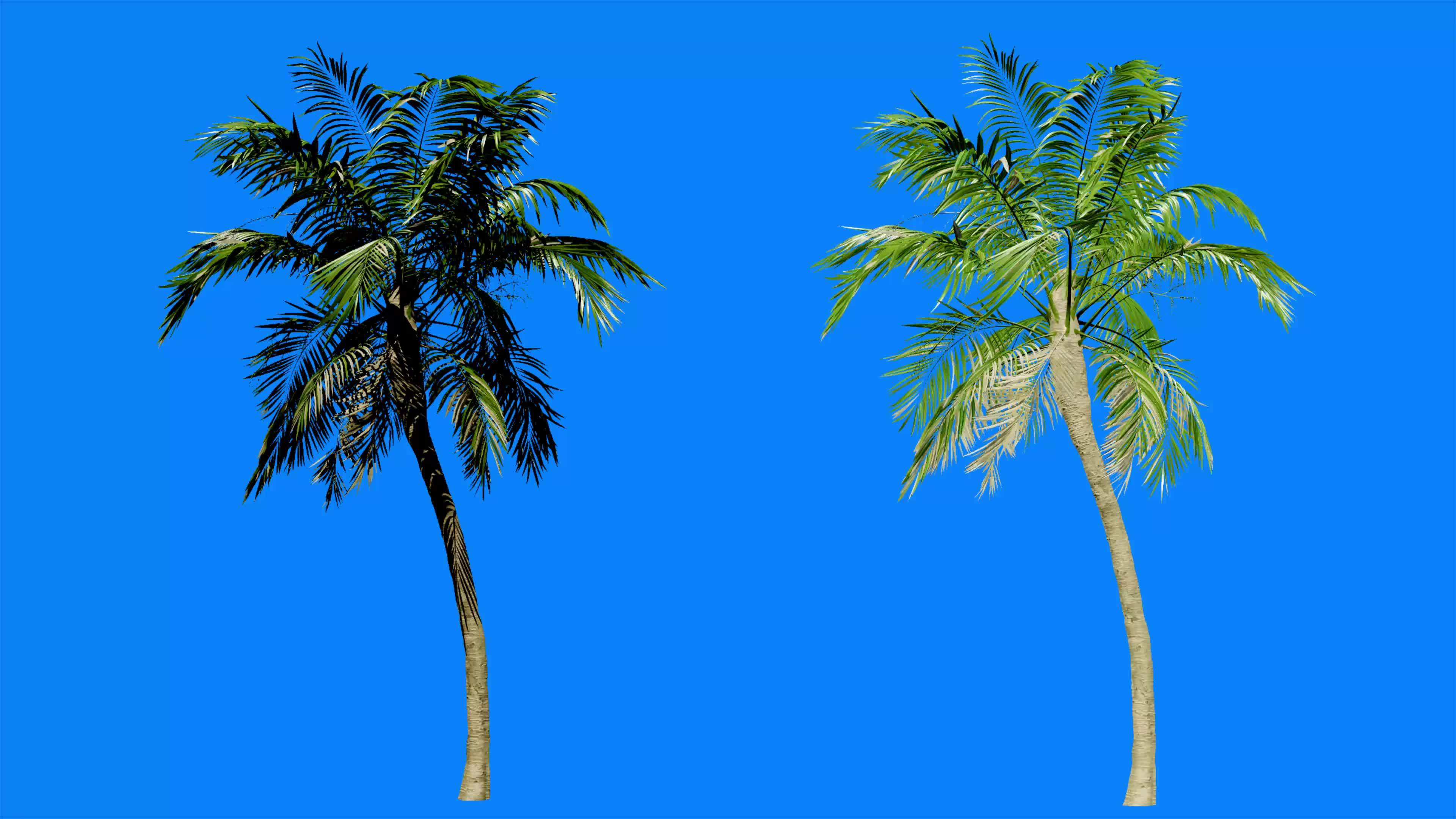 Palm Tree Alpha Stock Video Footage for Free Download Palm Tree Alpha Stock Video Footage for Free Download