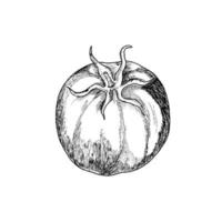 Vector illustration of a tomato plant. Imitation of the scratch board style. A hand-drawn image.