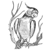 Hand-drawn black and white sketch of ancient exotic tropical birds parrot Vector illustration of an isolated object