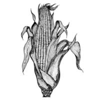 Hand drawn corn illustration. Vector maize sketches set. With Maize plant, corn cob and grains. Botanical drawing of vintage cereal plants drawing. Great for packaging, menu, label. High detailed.