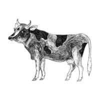 Vector sketch, breeding cow. A sketch of a cow depicted by hand on a white background. Animal husbandry. Side view