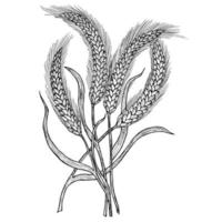 Vector sketch of spikelets depicted by hand. Sketch front view. Design packaging design for flour products