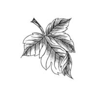 Design element, sketch, grape leaf. vector