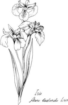 Hand-drawn botanical illustration of iris flower. Each element is isolated. Very easy to edit for any of your projects. Vector illustration