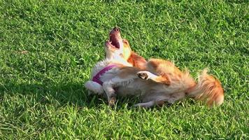 cachorro fofo brincando na grama verde e rolando no chão video