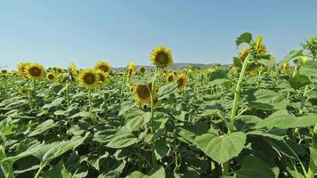 girasoli che ondeggiano al vento lento nel campo video