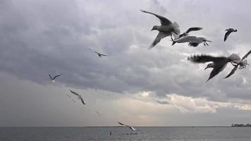 pássaros famintos voando no céu cinza de inverno. video