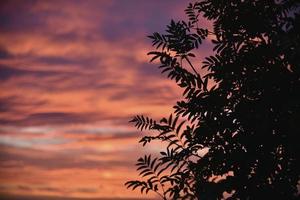 Beautiful evening sunset on the background of dark mountain ash leaves. Shadows of leaves on the background of a colorful sunset. photo