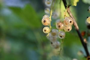 Juicy ripe currant berries on a green bush. Berries close-up. photo