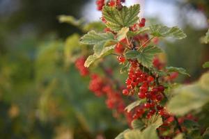 Red currant berries on a bush in the evening in the garden photo