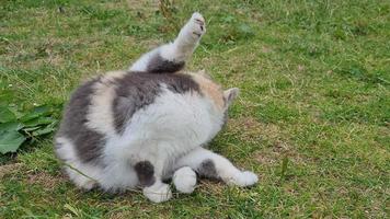 mooie en schattige kat poseert op gras video