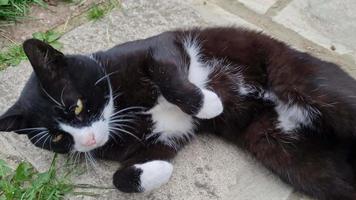 gato blanco y negro en el jardín de la casa video