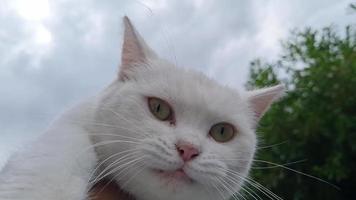 lindo gatito de pan persa blanco