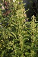 Green bushes of prickly nettle in the garden in summer photo