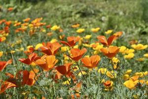 Multicolored flowers of the ashsholtsia in the greenery in the summer garden photo