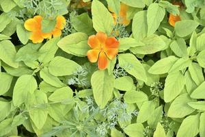 Multicolored flowers of the ashsholtsia in the greenery in the summer garden photo