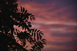 Beautiful evening sunset on the background of dark mountain ash leaves. Shadows of leaves on the background of a colorful sunset. photo