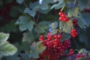 Red currant berries on a bush in the evening in the garden photo