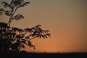 A yellow-pink sunset evening against the background of a forest with a circle of the sun and tree branches. photo