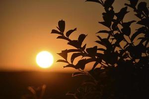 una puesta de sol de color amarillo-rosa sobre el fondo de un bosque con un círculo de sol y ramas de árboles. foto