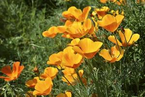 Multicolored flowers of the ashsholtsia in the greenery in the summer garden photo