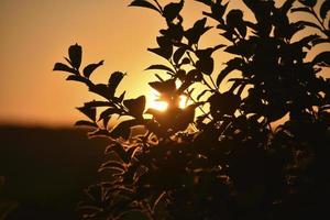 A yellow-pink sunset evening against the background of a forest with a circle of the sun and tree branches. photo