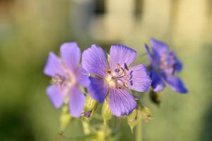 Purple flowers of meadow Geranium close-up. Geranium pratense. photo