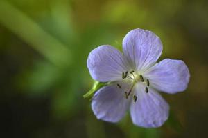 Purple flowers of meadow Geranium close-up. Geranium pratense. photo