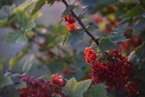 Red currant berries on a bush in the evening in the garden photo