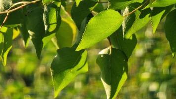 jeunes feuilles d'abricots sur des brindilles dans le jardin du matin éclairées par le soleil. video