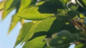 aprikosblad närbild i ljuset av morgonsolen. trädgård video