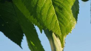 Green cherry leaf close-up with a drop of dew illuminated by the morning sun. Summer background. video