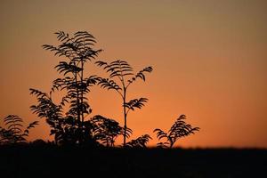 A yellow-pink sunset evening against the background of a forest with a circle of the sun and tree branches. photo