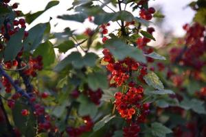 Red currant berries on a bush in the evening in the garden photo