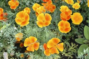Multicolored flowers of the ashsholtsia in the greenery in the summer garden photo