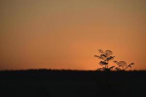 A yellow-pink sunset evening against the background of a forest with a circle of the sun and tree branches. photo