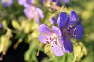 Purple flowers of meadow Geranium close-up. Geranium pratense. photo