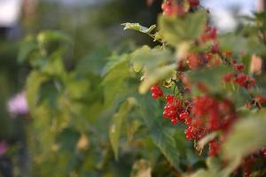 Red currant berries on a bush in the evening in the garden photo