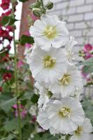 White and yellow mallow flowers in a colorful summer garden. Multicolored mallow flowers close-up. photo