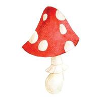watercolor drawing, clipart. cute fly agaric. children's illustration forest mushroom fly agaric. vector
