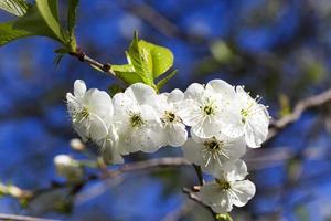 cherry blossom ,  spring. photo